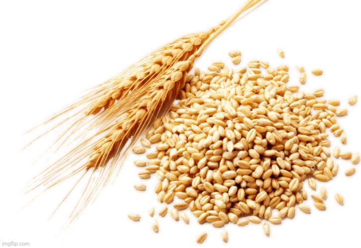Wheat | image tagged in wheat | made w/ Imgflip meme maker