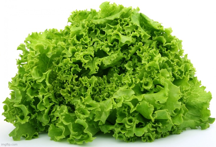 it's lettuce | image tagged in it's lettuce | made w/ Imgflip meme maker