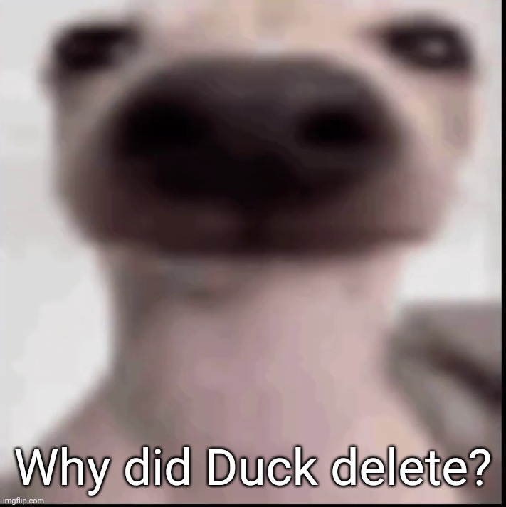 poopy | Why did Duck delete? | image tagged in poopy | made w/ Imgflip meme maker