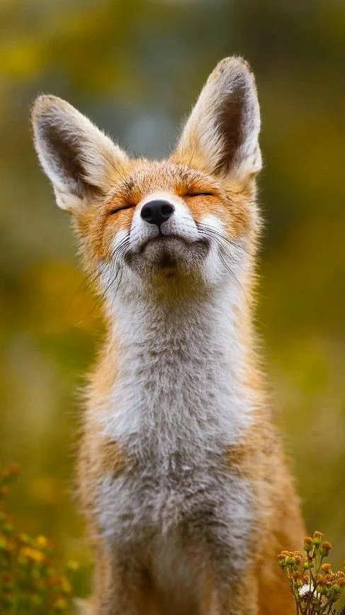 Relaxed fox Blank Meme Template