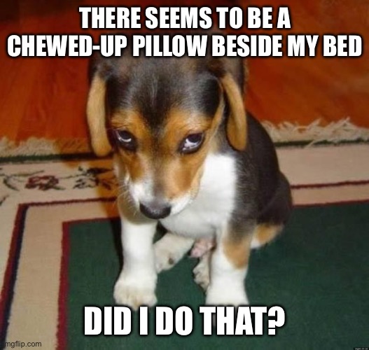 Did I do that? | THERE SEEMS TO BE A CHEWED-UP PILLOW BESIDE MY BED; DID I DO THAT? | image tagged in cute dog | made w/ Imgflip meme maker
