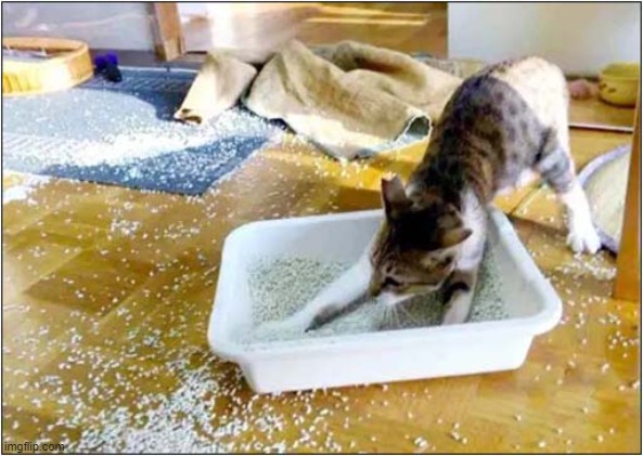 This Is So Much Fun ! | image tagged in cats,litter box,messy | made w/ Imgflip meme maker