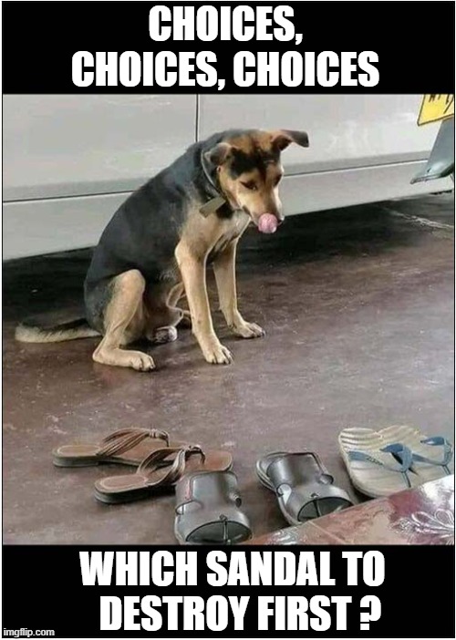 A Doggy Dilemma ! | CHOICES, CHOICES, CHOICES; WHICH SANDAL TO
  DESTROY FIRST ? | image tagged in dogs,choices,sandals,destruction,dilemma | made w/ Imgflip meme maker