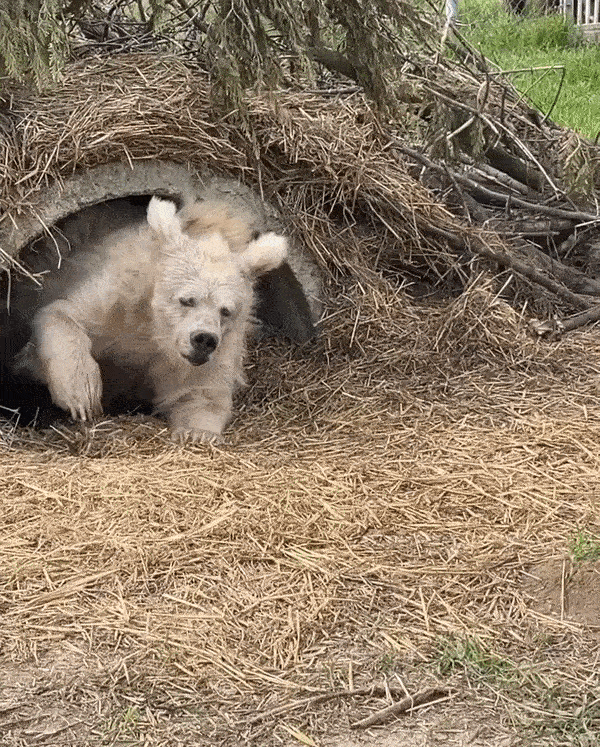 Hibernating Bear Blank Meme Template