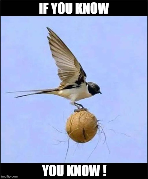 African Or European Swallow Carrying Coconut ? | IF YOU KNOW; YOU KNOW ! | image tagged in swallow,coconut | made w/ Imgflip meme maker