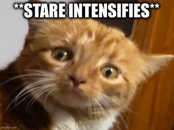 SunBun Stare | **STARE INTENSIFIES** | image tagged in cats,cat,reddit,r/sunbun | made w/ Imgflip meme maker