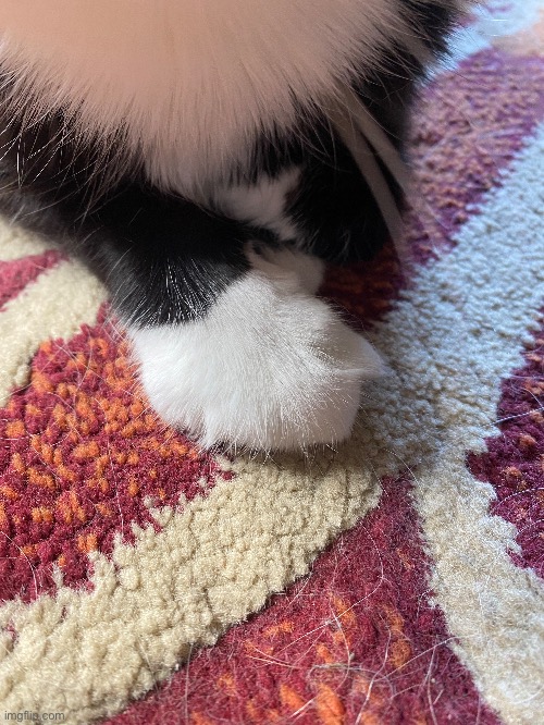 image tagged in cat,cat paws,cat bean toes,bean toes,paws | made w/ Imgflip meme maker