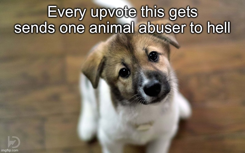 Cute dog | Every upvote this gets sends one animal abuser to hell | image tagged in cute dog | made w/ Imgflip meme maker
