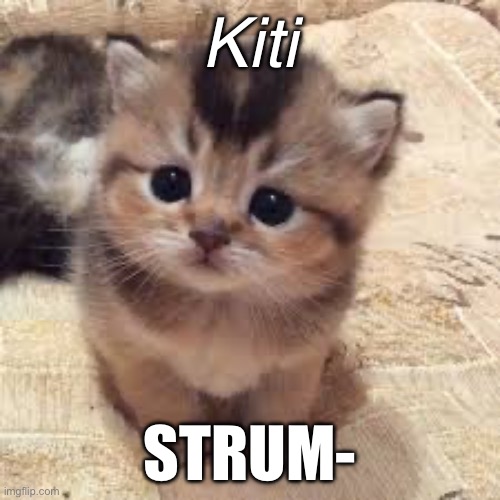 :3 | Kiti; STRUM- | image tagged in cats | made w/ Imgflip meme maker