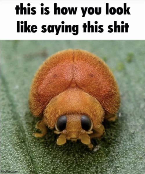 @everyone | made w/ Imgflip meme maker