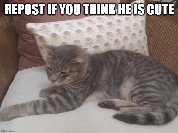 cat | REPOST IF YOU THINK HE IS CUTE | image tagged in cute cats | made w/ Imgflip meme maker