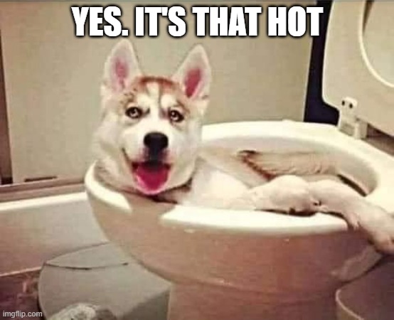 memes by Brad  - My dog knows how hot it is | YES. IT'S THAT HOT | image tagged in funny,fun,funny dog memes,hot,toilet humor,humor | made w/ Imgflip meme maker