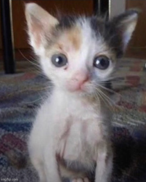 Kitten Cuteness | image tagged in kitten cuteness | made w/ Imgflip meme maker