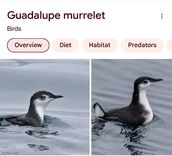 guadalupe murrelet | made w/ Imgflip meme maker