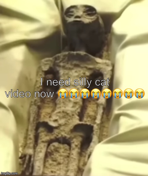 I need silly cat video now 😭😭😭😭😭😭😭😭 | image tagged in alien | made w/ Imgflip meme maker