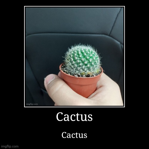 Cactus | Cactus | Cactus | image tagged in funny,demotivationals,cactus | made w/ Imgflip demotivational maker