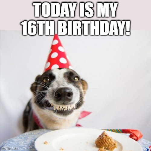 Yay I'm old enough to get my drivers license! | TODAY IS MY 16TH BIRTHDAY! | image tagged in birthday dog,birthday,happy birthday,tag,ha ha tags go brr | made w/ Imgflip meme maker