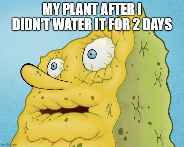 about to die | MY PLANT AFTER I DIDN'T WATER IT FOR 2 DAYS | image tagged in dried up spongebob,spongebob | made w/ Imgflip meme maker