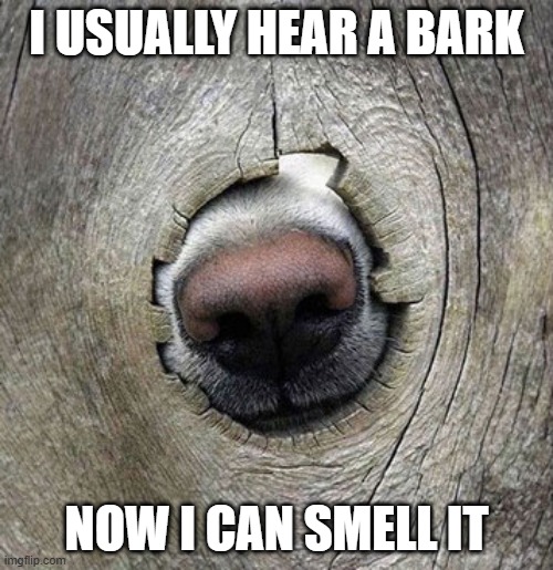 memes by Brad - My dog can now smell the bark | I USUALLY HEAR A BARK; NOW I CAN SMELL IT | image tagged in funny,fun,funny meme,bad pun dog,humor,smell | made w/ Imgflip meme maker
