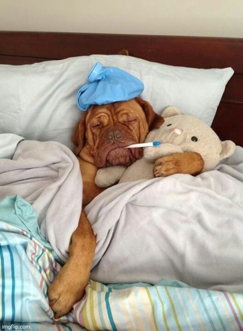 Sick Dog Get Well Soon | image tagged in sick dog get well soon | made w/ Imgflip meme maker