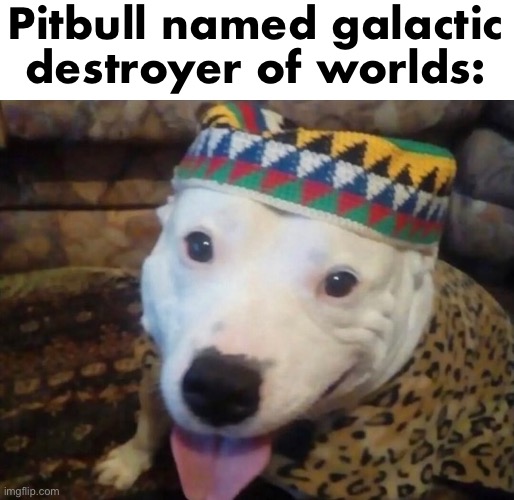 Pitbull named galactic destroyer of worlds: | made w/ Imgflip meme maker