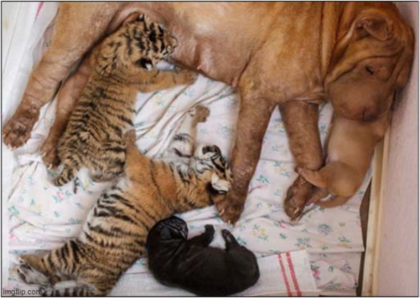 Strange Puppies ? | image tagged in dogs,sharpei,puppies,tigers | made w/ Imgflip meme maker