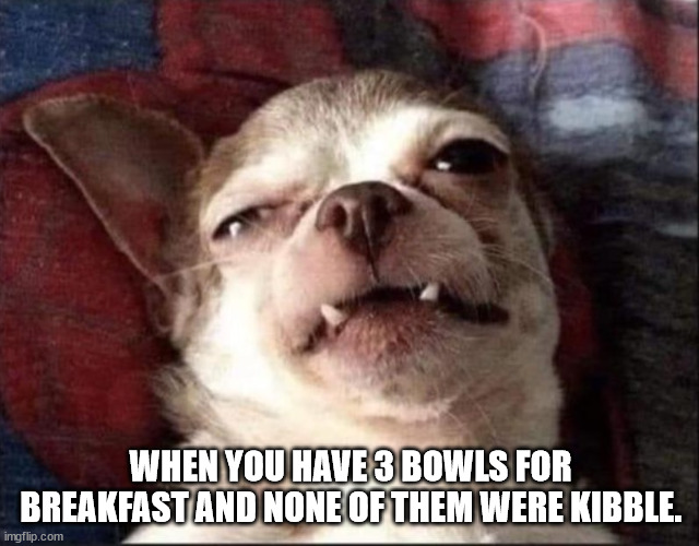 3 Bowls | WHEN YOU HAVE 3 BOWLS FOR BREAKFAST AND NONE OF THEM WERE KIBBLE. | image tagged in psycho chihuahua | made w/ Imgflip meme maker