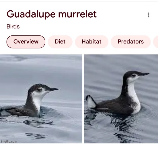 guadalupe murrelet | image tagged in guadalupe murrelet | made w/ Imgflip meme maker