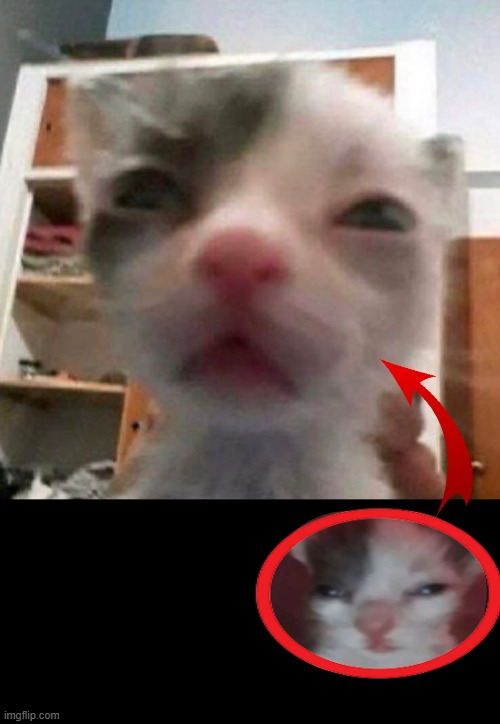 silly cat staring | image tagged in silly cat staring | made w/ Imgflip meme maker