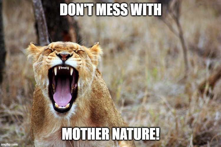 Lioness Roar | DON'T MESS WITH; MOTHER NATURE! | image tagged in gender,lions,mothers | made w/ Imgflip meme maker