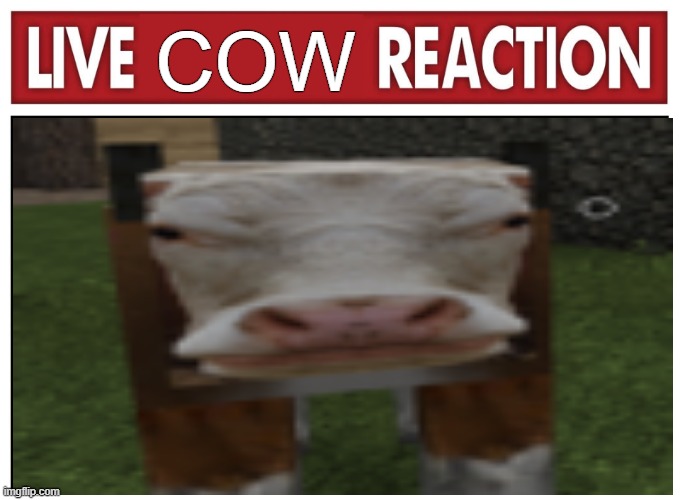Live reaction | COW | image tagged in live reaction | made w/ Imgflip meme maker