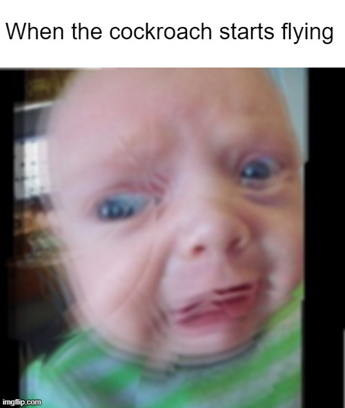 Pain | When the cockroach starts flying | image tagged in cockroach,flying cockroach,why can the cockroach fly | made w/ Imgflip meme maker