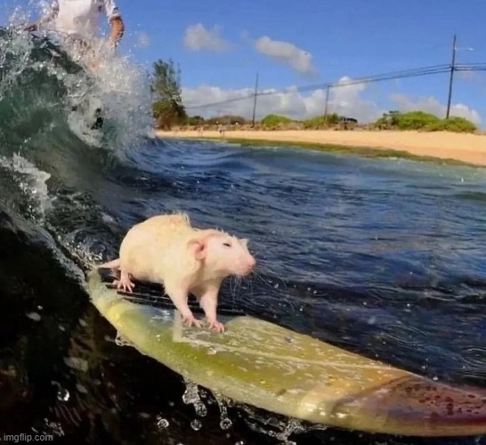 Should I make this my google background | made w/ Imgflip meme maker