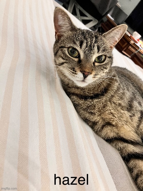 wagoogus | hazel | made w/ Imgflip meme maker