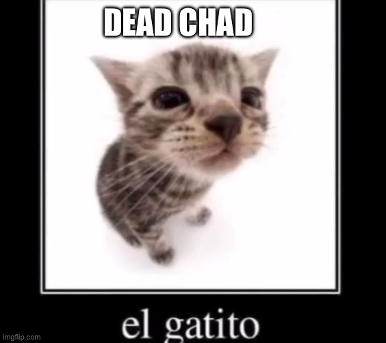 DEAD CHAD | image tagged in el gatito | made w/ Imgflip meme maker