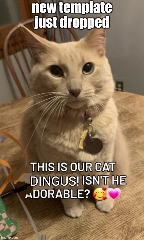 this is our cat ___! isn't he adorable? | new template just dropped; DINGUS! | image tagged in this is our cat ___ isn't he adorable | made w/ Imgflip meme maker
