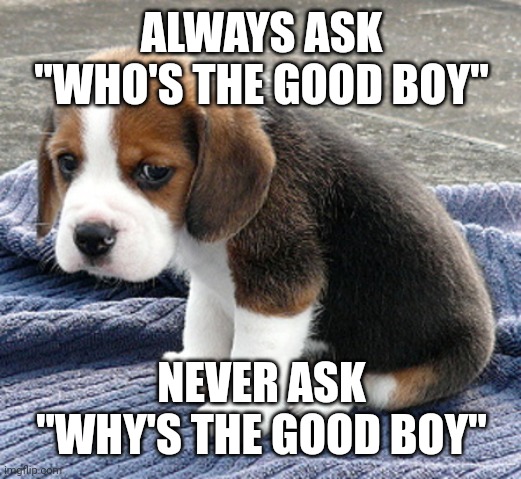 Dog misunderstands English | ALWAYS ASK "WHO'S THE GOOD BOY"; NEVER ASK "WHY'S THE GOOD BOY" | image tagged in sad dog | made w/ Imgflip meme maker