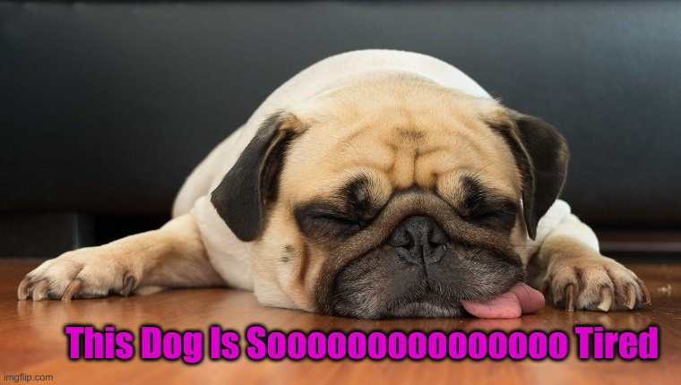 Dog tired | This Dog Is Sooooooooooooooo Tired | image tagged in dog tired | made w/ Imgflip meme maker