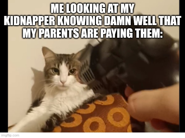 I'll be fine | ME LOOKING AT MY KIDNAPPER KNOWING DAMN WELL THAT MY PARENTS ARE PAYING THEM: | image tagged in cats | made w/ Imgflip meme maker
