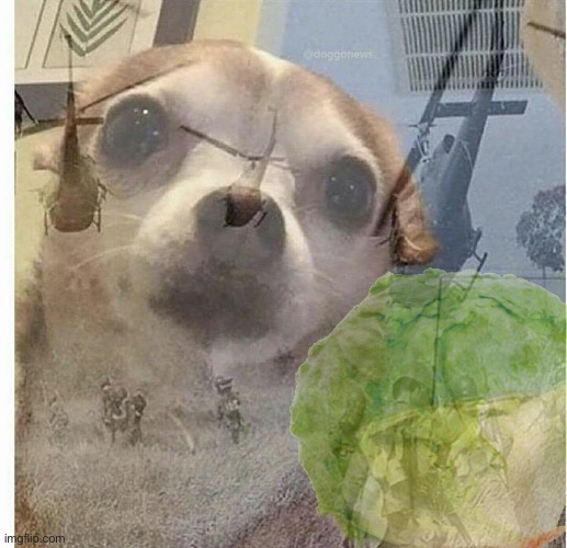 PTSD Chihuahua | image tagged in ptsd chihuahua | made w/ Imgflip meme maker