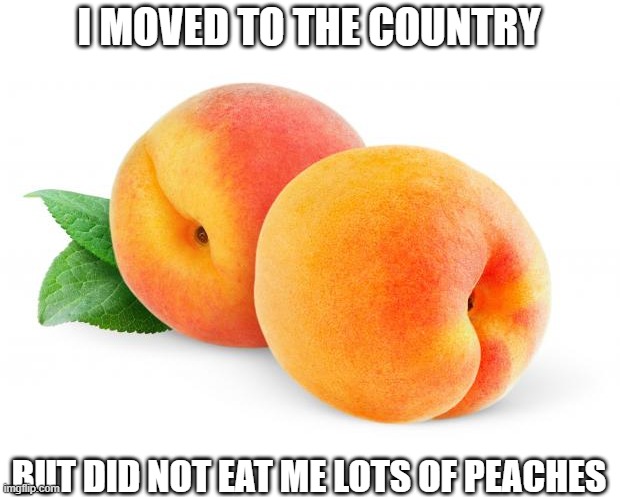 Peachy | I MOVED TO THE COUNTRY; BUT DID NOT EAT ME LOTS OF PEACHES | image tagged in peaches,moved to the country,eat me lots of peaches | made w/ Imgflip meme maker