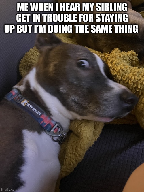 . | ME WHEN I HEAR MY SIBLING GET IN TROUBLE FOR STAYING UP BUT I’M DOING THE SAME THING | image tagged in wtf dog | made w/ Imgflip meme maker