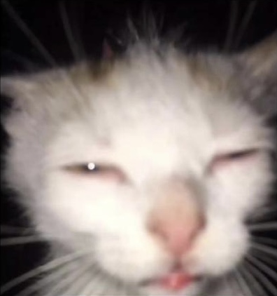 High Quality squinting cat Blank Meme Template