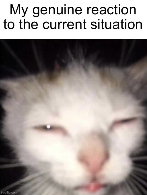 squinting cat | My genuine reaction to the current situation | image tagged in squinting cat | made w/ Imgflip meme maker