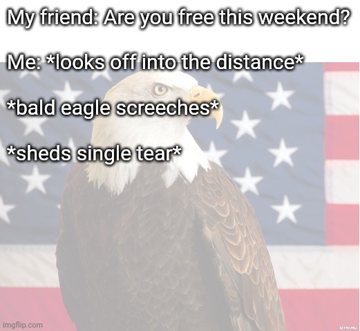 My friend: Are you free this weekend?
 
Me: *looks off into the distance*
 
*bald eagle screeches*
 
*sheds single tear* | image tagged in blank white template,eagle,america,independence day,freedom | made w/ Imgflip meme maker