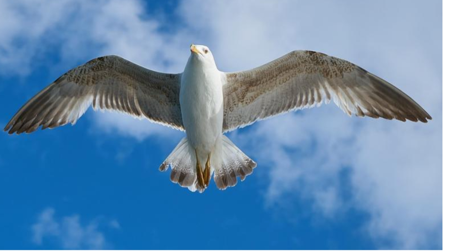 Bird Blank Meme Template