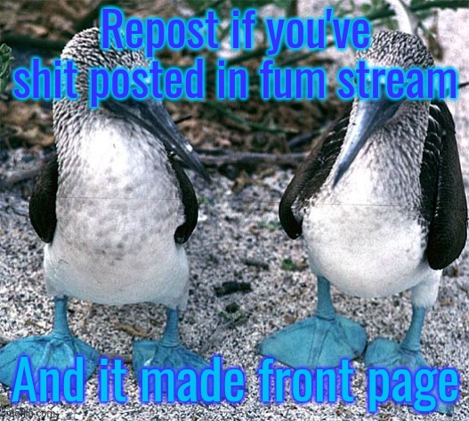 Blue Footed Boobies | Repost if you've shit posted in fum stream; And it made front page | image tagged in blue footed boobies | made w/ Imgflip meme maker