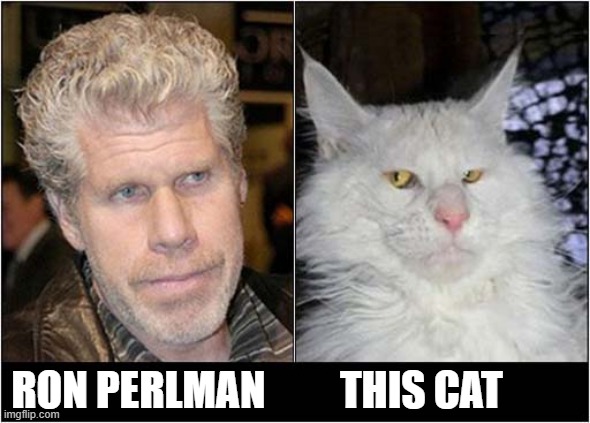 Celebrity Cat Lookalike | RON PERLMAN         THIS CAT | image tagged in cats,celebrity,lookalike | made w/ Imgflip meme maker