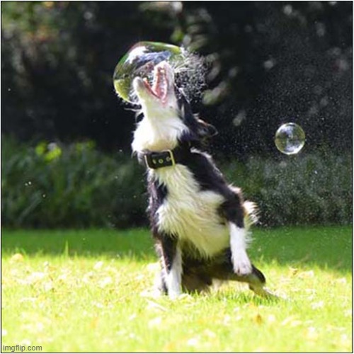Another Tasty Bubble ! | image tagged in dogs,bubbles | made w/ Imgflip meme maker