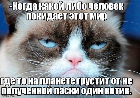 -The careness calls the human. | image tagged in foreigner,see nobody cares,woman yelling at cat,grumpy cat,so you have chosen death,y u no | made w/ Imgflip meme maker